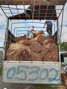 Vente en gros de matière première écologique en jacinthe d'eau séchée pour tapis artisanaux et de cuisson, prête à l'exportation en vrac - Mme Lily - Product Image 3