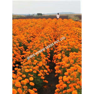 เมล็ดพันธุ์ไฮบริดไอริส มาริโกลด์ ออเรนจ์ IHS-786 F1 พืชดอกผลผลิตสูง - Product Image 3