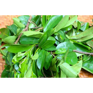 Hojas de Guanábana Vietnamita Secas al Sol de la Mejor Calidad, Puro Orgánico y Aromático, Cuidadosamente Seleccionadas, Compra al por Mayor OEM - Product Image 4