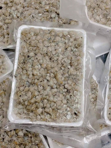 เนื้อหอยเชลล์ต้มสุกคุณภาพสูงพร้อมรับประทานสำหรับผัด ซุป ข้าวต้ม ข้าวสวย บรรจุถาดสุญญากาศ 1 กก. แช่แข็ง - Product Image 6