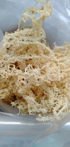 Mousse de mer blanche sans arêtes séchée au soleil de haute qualité, algue Cottonii jaune dorée, carraghénane brute pour l'alimentation, les boissons et les soins - Product Image 1