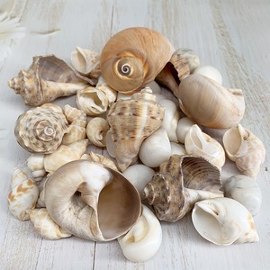 Coquillages bruts côtiers pour la décoration d'aquarium à domicile, coquillages de plage, thème côtier, coquillages marins du Vietnam - Product Image 1