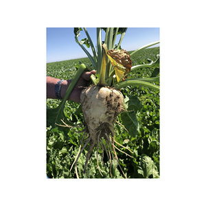 Blettes Sucrées Produits Agricoles Premium Soigneusement Cultivées pour la Fraîcheur, la Qualité et l'Utilisation Commerciale - Product Image 1