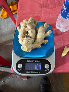 Jengibre Vietnamita de Alta Calidad, Fresco, Limpio, Lavado, con Fuerte Aroma, Precio al por Mayor - Product Image 5