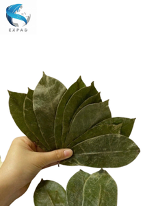 B2B Bulk Supply Raw Dried Soursop Leaves Natural Graviola Herbal Health <b>Tea</b> Drinks Premium Guanabana Loose Leaves Factory Price - Product Image 2