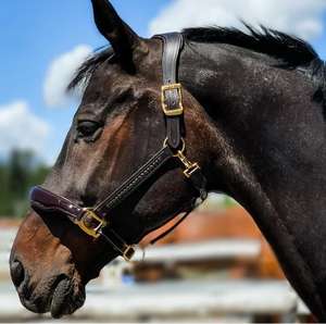 Cabestro de Cuero Genuino Premium para Caballo con Herrajes de Latón, Acolchado Ajustable, Estilo Silla Inglesa para Uso Ecuestre - Product Image 2