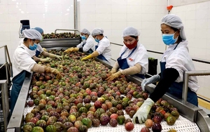 Pulpe de fruit de la passion surgelée sans pépins en gros pour la production de confiture et de marmelade, ingrédient de boulangerie, prix compétitif, saveur naturelle - Product Image 6