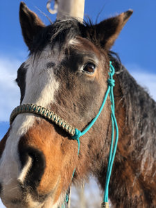 Cabestro de cuerda para caballo con anillas de latón, directo de fábrica, para equitación de sendero, proveedor de artículos ecuestres - Product Image 4