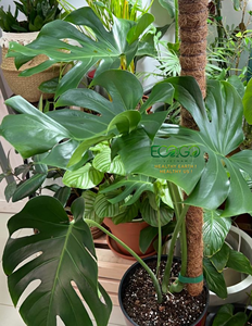 Poteau en fibre de coco naturelle pour plantes grimpantes, support flexible et pliable avec noyau métallique pour Monstera, Philodendron, Pothos - Product Image 5