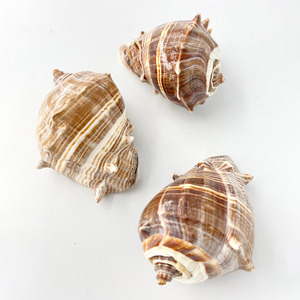 Conchas marinas naturales para decoración de bodas en casa, conchas de mar para acuarios de agua salada - Product Image 5