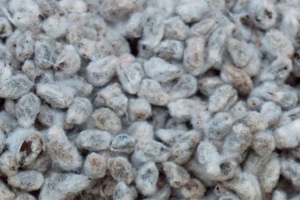 Farine de coton pour l'alimentation des poissons, des chevaux et des bovins - Product Image 3