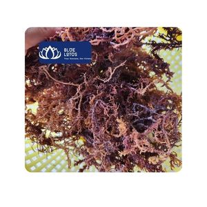 [BEST SELLER] BLUE LOTUS Algues Marines Naturelles 100% Pur Lot de Fournitures pour l'Industrie Alimentaire, Boissons, Soupes, Matière Première en Vrac Vietnam 24 - Product Image 1