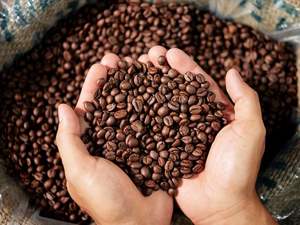 Café HAN COFFEE VIETNAM, mélange standard d'Arabica et de Robusta du Vietnam, café torréfié |   Torréfaction moyenne |   Prix de gros - Product Image 2