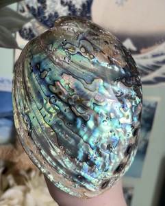 Eco Friendly Natural <b>Abalone</b> <b>Shell</b> Decorative Seashell Material for Home Decor Jewelry and DIY Craft Wholesale Vietnam - Product Image 3