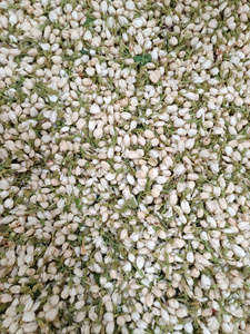 Jazmín Seco Aromático para Rellenar Bolsitas, Materiales Naturales para Potpourri, Capullos de Jazmín Blanco Secos, Fragancia para el Hogar, Exportación a Granel - Product Image 3