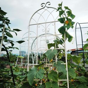 Set di 4 Tralicci da Giardino in Metallo Antiruggine Bianco Crema 220 cm x 50 cm, Supporto per Fiori da Esterno per Piante Rampicanti - Product Image 2
