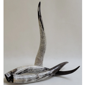 Personalized Buffalo Horn <b>Decorative</b> Showpieces Lowest Price Premium Quality Polished Hand Horn <b>Decorative</b> Item - Product Image 6