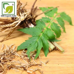 Huile essentielle de valériane Sugandh Bala, approvisionnement en gros pour les produits cosmétiques, les soins personnels et la parfumerie - Product Image 3
