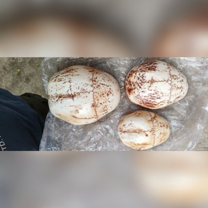 Juego de Cuencos Ritualísticos Kapala del Himalaya de Primera Calidad, Combinando Tradiciones Budistas Nepalesas, Bhutanesas y Japonesas, Artesanía de Alta Calidad - Product Image 3