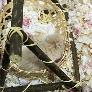 ตะกร้าไม้ไผ่สานมือ ที่หลบซ่อนสำหรับสัตว์เลี้ยงขนาดเล็ก รังนก รังแฮมสเตอร์ กล่องเก็บของธรรมชาติ เป็นมิตรกับสิ่งแวดล้อม ของเล่นในกรง  ผู้จำหน่าย - Product Image 6