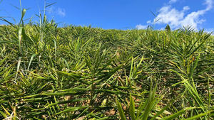 Precio de fábrica Jengibre fresco Jengibre entero seco Nueva cosecha de alta calidad de Vilaconic Vietnam - Product Image 6