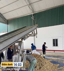 ขิงหั่นยาว / ขิงแห้งแบบเซนเซโร่ อบแห้งด้วยแสงแดดจากเวียดนาม สำหรับผู้ค้าเครื่องเทศ (WA +84 914319488) - Product Image 4