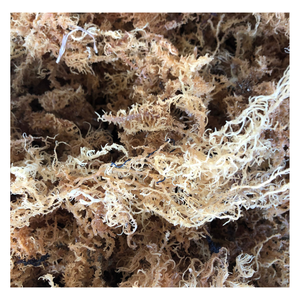 Algas Cottonii Secas: Solución de Suministro a Granel para Compradores Comerciales, Redes de Distribución y Comercio de Exportación - Product Image 1