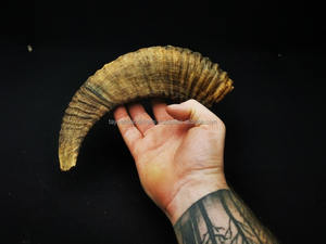 Vrai cor de mouton, véritable qualité supérieure, poli à la main, best-seller en Inde - Product Image 2