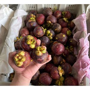 มังคุดสดพรีเมียมจากเวียดนาม ผลไม้เขตร้อนธรรมชาติ จำหน่ายส่งสำหรับผู้นำเข้าและตลาดปลีก - Product Image 4