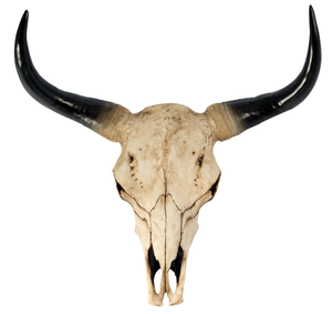 Crafted Buffalo <b>Bull</b> & Ram <b>Skull</b> with Majestic Horns Modern Cultural Wall Art and Stand Decoration for Sophisticated Interiors - Product Image 2