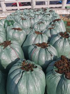 VENTA CALIENTE ARTÍCULO 2024-ALGAS SARGASSUM 100% ALGAS NATURALES DE PROVEEDOR DE VIETNAM CON ALTA CALIDAD/Sra. Lima - Product Image 5