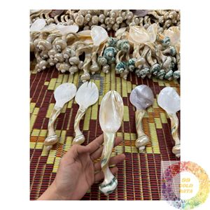 Cuchara de Concha Marina Natural Premium, Hecha a Mano en Vietnam, Fábrica de Vajilla para Accesorios de Cocina y Exportación Internacional - Product Image 5