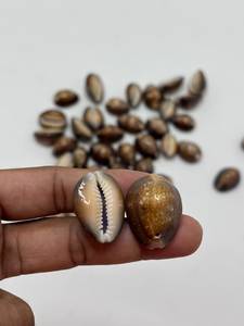 Coquillages de cauris bruns naturels bruts, imperméables, pour artisanat, bijoux et décoration, vente en gros, qualité OEM, export, approvisionnement en vrac mondial - Product Image 5