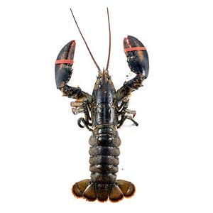 Fresh seafood <b>lobsters</b> for hotels catering companies and international seafood buyers - Product Image 2