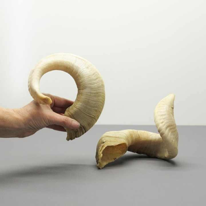 Cornes de bœuf/agneau indiennes de taille personnalisable, artisanat animalier écologique, décoration intérieure et cadeau - Product Image 6