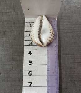 Conchas de Cauri Grandes de Primera Calidad para Joyería Bohemia, Decoración Costera del Hogar, Artesanía Natural Impermeable de Origen Ético - Product Image 3