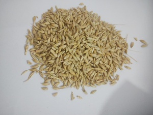 Grano de Cebada de Grado Alimenticio para Ganado y Animales Lecheros, Ingrediente de Alimento Integral, 24 Meses de Vida Útil, Seco, para Animales de Granja - Product Image 2