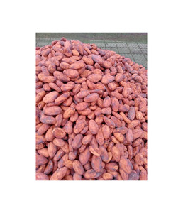 Fèves de cacao de qualité supérieure prêtes à être expédiées, vente en gros, qualité supérieure, qualité alimentaire, approvisionnement pour l'exportation - Product Image 2