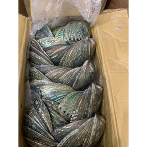 Coquille d'ormeau naturelle, matériau artisanal écologique de forme unique pour la décoration intérieure et les créations faites à la main - Product Image 5