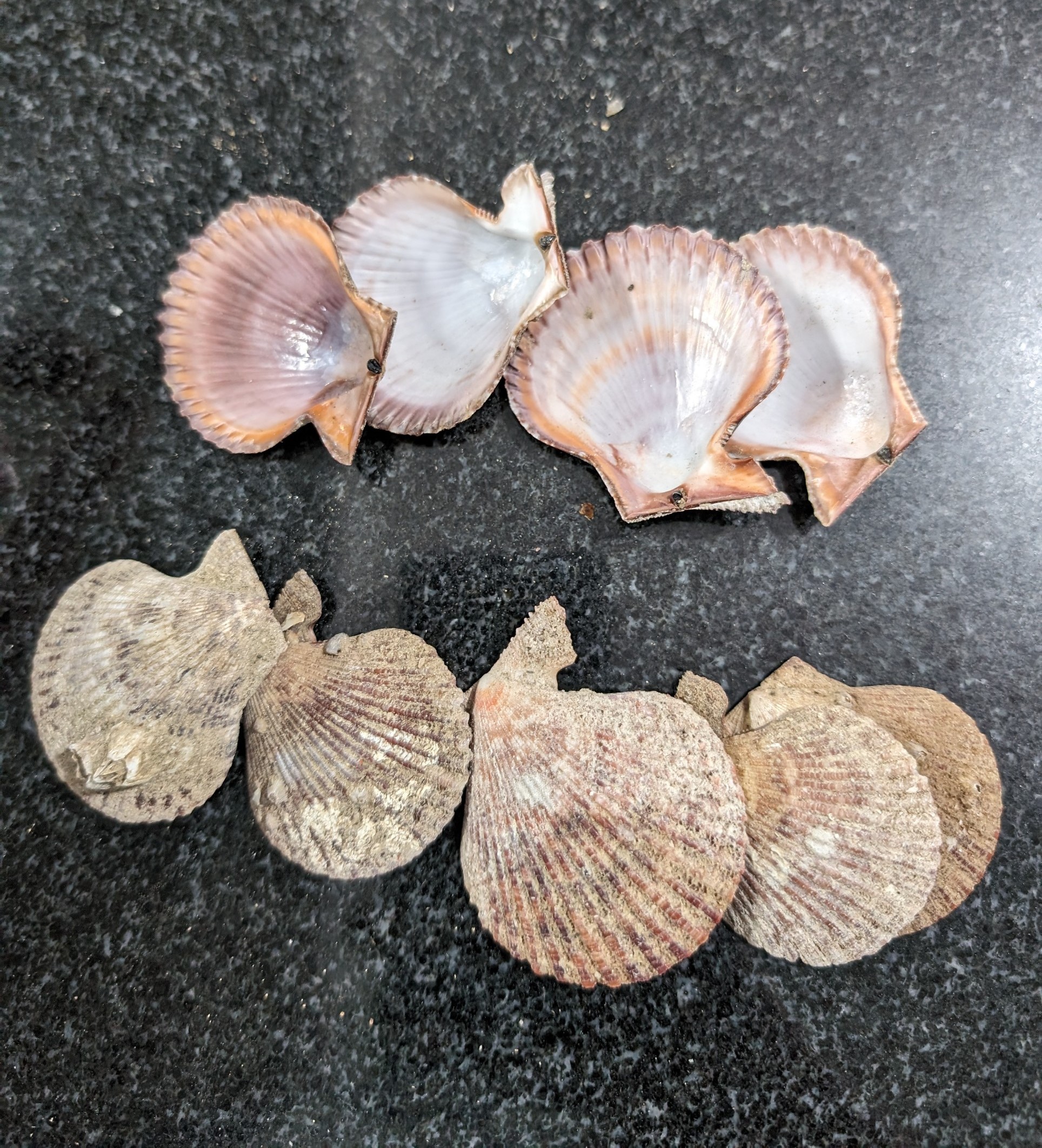 สีน้ำตาล