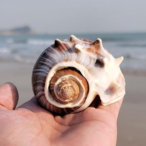 เครื่องประดับชายหาดสไตล์โบฮีเมียน เปลือกหอยธรรมชาติคุณภาพสูง ของตกแต่งเปลือกหอยจากทะเล - Product Image 6