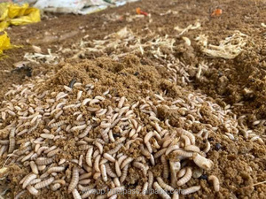 Vente en gros LARVE DE MOUCHE DE SOLDAT NOIR Nourriture de volaille séchée vers de farine séchés du Vietnam - Product Image 3
