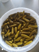 Gherkins Premium en Salmuera en Cubetas de 15L para Exportación, Vegetales Conservados