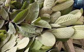 Alcachofa Seca al Sol con Capullo y Hoja Entera, Precio Directo de Fábrica, Hojas Puras de Planta, Empacado en Caja de Cartón, Vietnamita - Product Image 2