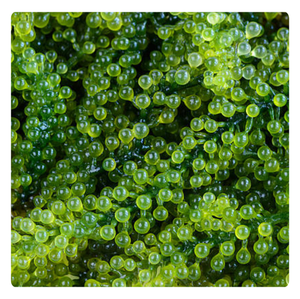 Meilleur Prix Raisins de Mer Déshydratés Vente en Gros Algues Séchées Vietnam 2026 - Product Image 3