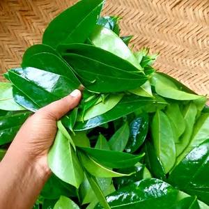 Té de Hojas de Guanábana Secas, Calidad Premium, Natural, Puro, en Bolsitas, Fermentado, Sin Cafeína, para Remojar con Agua Caliente, Bebida Saludable - Product Image 3