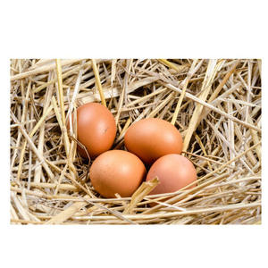 Huevos de gallina marrones a granel, con peso y tamaño consistentes, y manipulación higiénica en la granja - Product Image 5