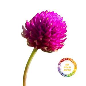 Flores Secas Naturales de Gomphrena Globosa, Capullos de Amaranto Globo para Fabricación de Velas y Decoración de Jabones, Exportación de Flores de Alta Calidad - Product Image 3