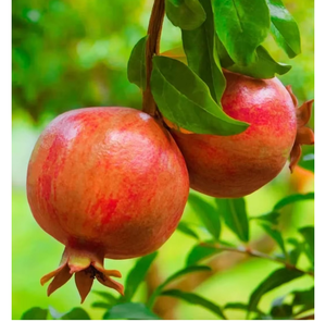 Grenades fraîches de qualité supérieure, saveur riche, fruits cueillis en ferme, pour la vente au détail, la vente en gros, les services alimentaires et les marchés internationaux - Product Image 4