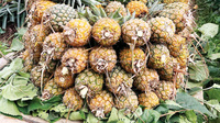 Premium verse zoete ananas tropisch fruit groothandel export leverancier uit Bangladesh Six Season Agro Traders